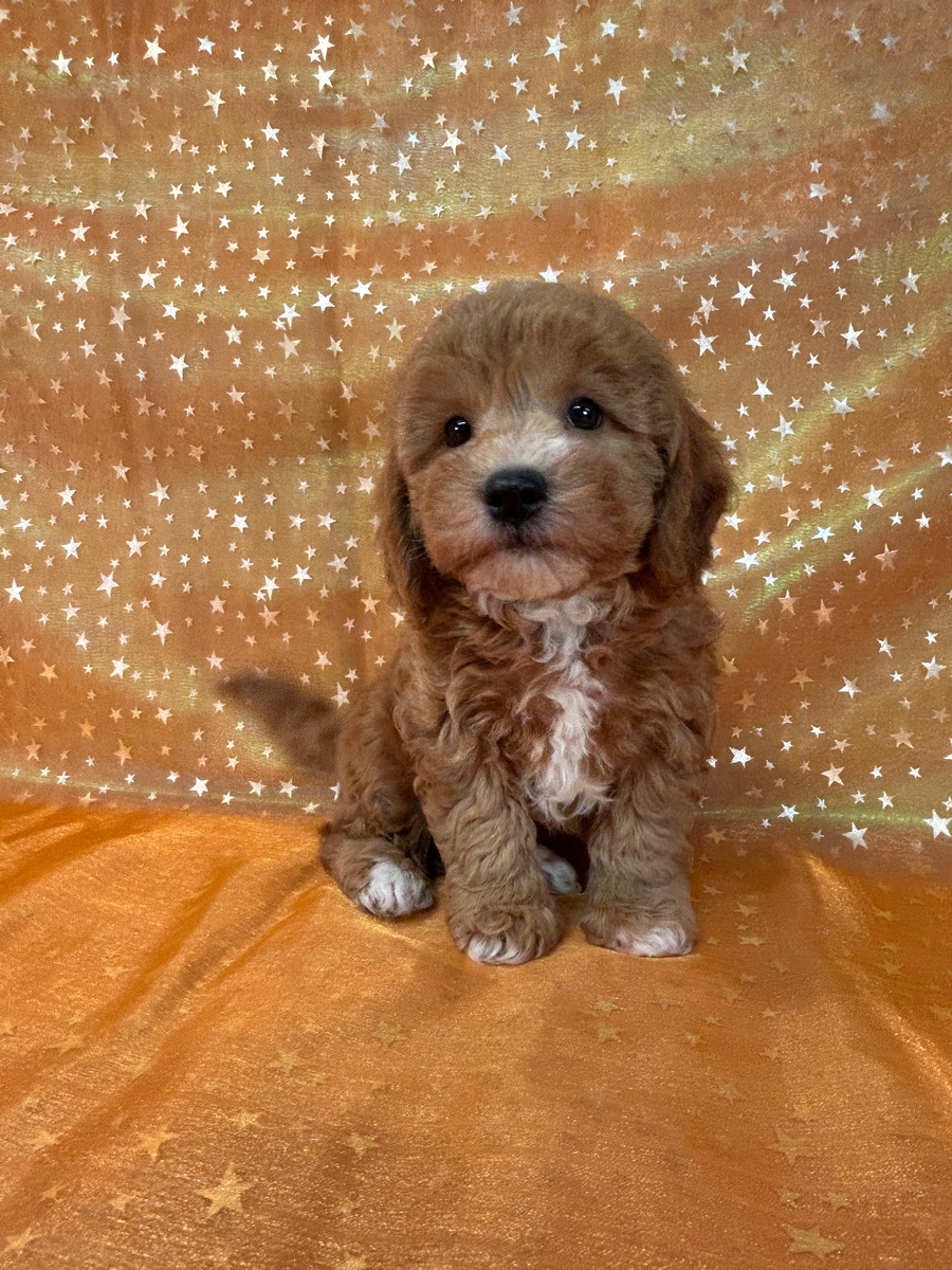 Red Male Bichon Poodle Puppy for Sale DOB 11-3-2024